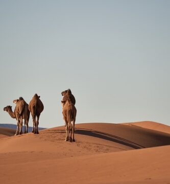 Si quieres saber qué hacer en marruecos en 7 días, mira nuestro artículo