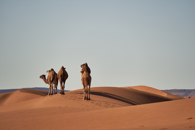 Si quieres saber qué hacer en marruecos en 7 días, mira nuestro artículo